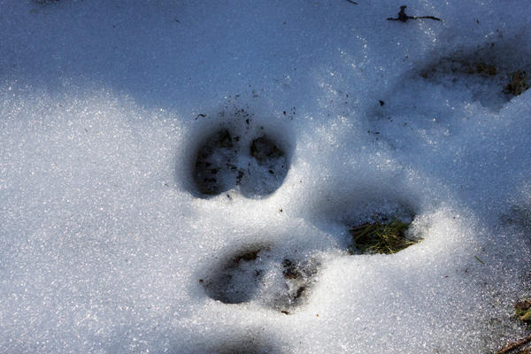 The Way It Ought To Be - Young Elk Hunter's Join Up!