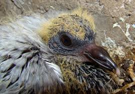 A young squab pigeon, sitting in a nest box.